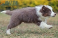 Border Collie Lila Bicolor Macho #1087M17965.jpg