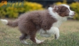 Border Collie Lila Bicolor Macho #1087M17966.jpg