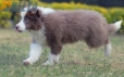 Border Collie Lila Bicolor Macho #1087M17967.jpg