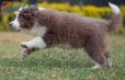 Border Collie Lila Bicolor Macho #1087M17969.jpg