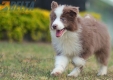 Border Collie Lila Bicolor Macho #1087M17970.jpg