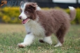 Border Collie Lila Bicolor Macho #1087M17971.jpg