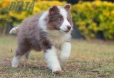 Border Collie Lila Bicolor Macho #1087M17972.jpg