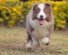 Border Collie Lila Bicolor Macho #1087M17973.jpg