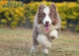 Border Collie Lila Bicolor Macho #1087M17974.jpg