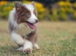 Border Collie Lila Bicolor Macho #1087M17975.jpg