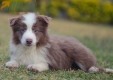 Border Collie Lila Bicolor Macho #1087M17976.jpg