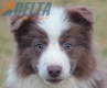 Border Collie Lila Bicolor Macho #1087M17977.jpg