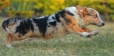 Welsh Corgi Azul Mirlo Tricolor Macho #107317979.jpg