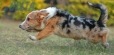 Welsh Corgi Azul Mirlo Tricolor Macho #107317981.jpg