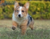 Welsh Corgi Azul Mirlo Tricolor Macho #107317982.jpg