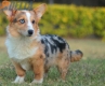 Welsh Corgi Azul Mirlo Tricolor Macho #107317984.jpg