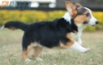 Welsh Corgi Negro Tricolor Macho #1073M37985.jpg