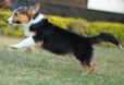 Welsh Corgi Negro Tricolor Macho #1073M37986.jpg