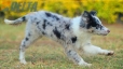 Border Collie Azul Mirlo Bicolor Hembra #1089H27988.jpg