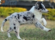 Border Collie Azul Mirlo Bicolor Hembra #1089H27989.jpg