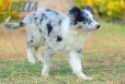 Border Collie Azul Mirlo Bicolor Hembra #1089H27990.jpg