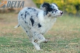 Border Collie Azul Mirlo Bicolor Hembra #1089H27991.jpg