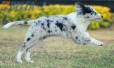Border Collie Azul Mirlo Bicolor Hembra #1089H27992.jpg