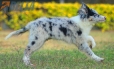 Border Collie Azul Mirlo Bicolor Hembra #1089H27993.jpg