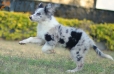 Border Collie Azul Mirlo Bicolor Hembra #1089H27994.jpg