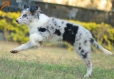 Border Collie Azul Mirlo Bicolor Hembra #1089H27995.jpg