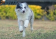 Border Collie Azul Mirlo Bicolor Hembra #1089H27996.jpg