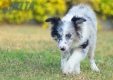 Border Collie Azul Mirlo Bicolor Hembra #1089H27997.jpg