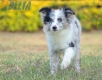 Border Collie Azul Mirlo Bicolor Hembra #1089H27998.jpg