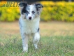 Border Collie Azul Mirlo Bicolor Hembra #1089H27999.jpg