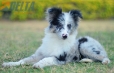 Border Collie Azul Mirlo Bicolor Hembra #1089H28000.jpg