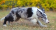 Border Collie Azul Mirlo Tricolor Macho#1089M18002.jpg
