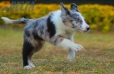 Border Collie Azul Mirlo Tricolor Macho#1089M18003.jpg
