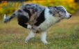 Border Collie Azul Mirlo Tricolor Macho#1089M18004.jpg