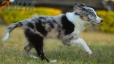Border Collie Azul Mirlo Tricolor Macho#1089M18005.jpg