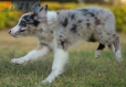 Border Collie Azul Mirlo Tricolor Macho#1089M18007.jpg
