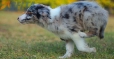 Border Collie Azul Mirlo Tricolor Macho#1089M18008.jpg