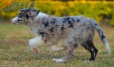 Border Collie Azul Mirlo Tricolor Macho#1089M18009.jpg