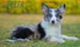 Border Collie Azul Mirlo Tricolor Macho#1089M18011.jpg