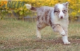 Border Collie Rojo Mirlo Tricolor Macho #1093M18013.jpg