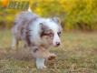 Border Collie Rojo Mirlo Tricolor Macho #1093M18014.jpg