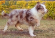 Border Collie Rojo Mirlo Tricolor Macho #1093M18015.jpg