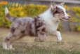 Border Collie Rojo Mirlo Tricolor Macho #1093M18016.jpg