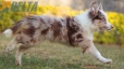 Border Collie Rojo Mirlo Tricolor Macho #1093M18017.jpg