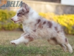 Border Collie Rojo Mirlo Tricolor Macho #1093M18019.jpg
