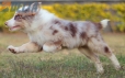 Border Collie Rojo Mirlo Tricolor Macho #1093M18021.jpg