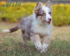 Border Collie Rojo Mirlo Tricolor Macho #1093M18022.jpg