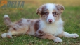 Border Collie Rojo Mirlo Tricolor Macho #1093M18024.jpg
