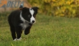 Border Collie Negro Bicolor Hembra #1116H28025.jpg