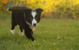 Border Collie Negro Bicolor Hembra #1116H28026.jpg